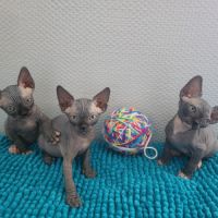 Chatons sphynx loof