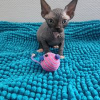Chatons sphynx loof #3