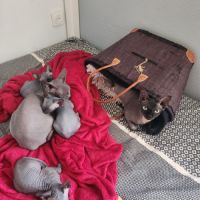 Chatons sphynx loof #2
