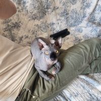 Chatons sphynx loof