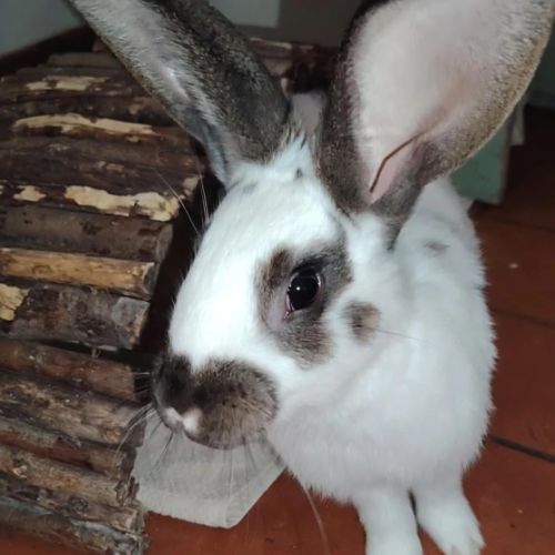 Mâle lapin, 3 mois