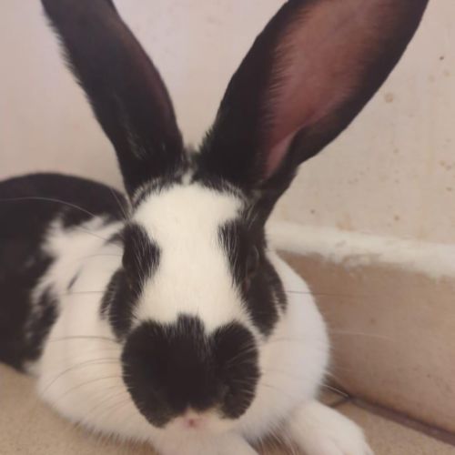 Lapin mâle de 3 mois