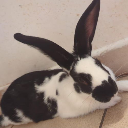 Lapin mâle de 3 mois #3