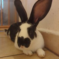 Lapin mâle de 3 mois #1