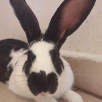Lapin mâle de 3 mois