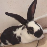 Lapin mâle de 3 mois #3