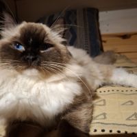 Ragdoll adulte #3