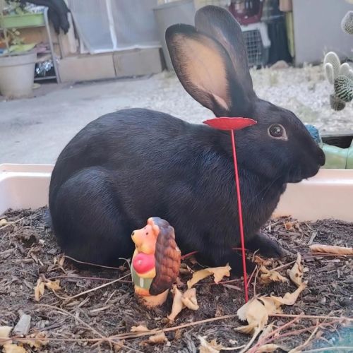 Lapin femelle, 3 mois #1