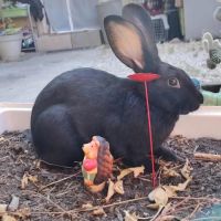 Lapin femelle, 3 mois #1