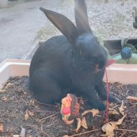 Lapin femelle, 3 mois