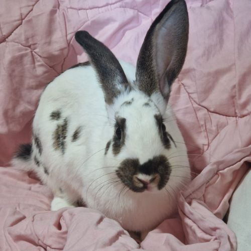 Lapin papillon femelle