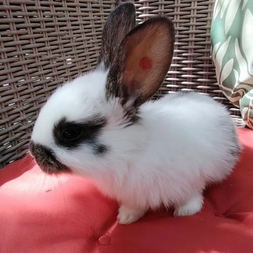 Femelle lapin, 1 mois #2