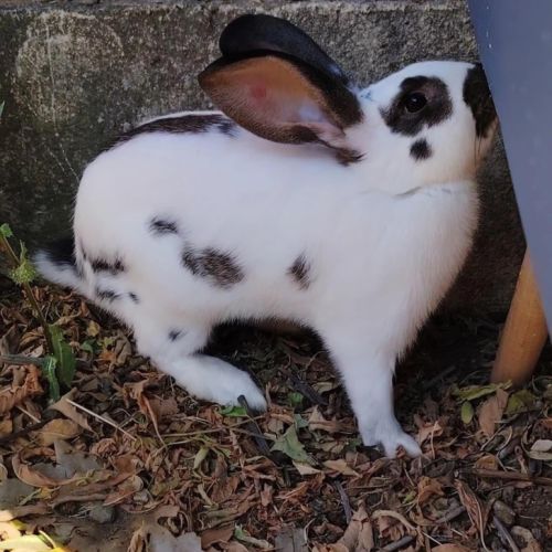 Femelle lapin, 3 mois #2