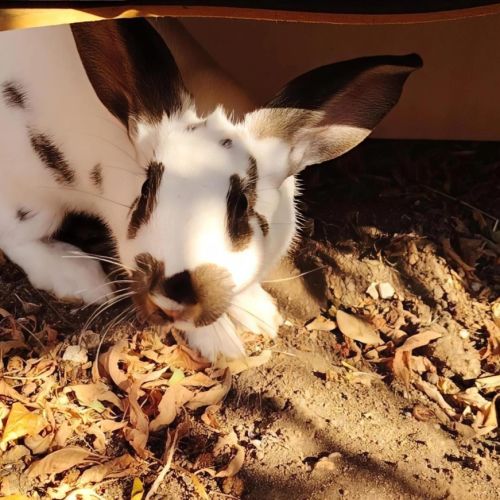Femelle lapin, 3 mois #3