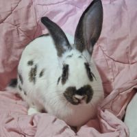 Lapin papillon femelle