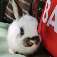 Femelle lapin, 1 mois