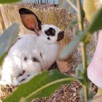 Femelle lapin, 3 mois