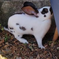 Femelle lapin, 3 mois #2