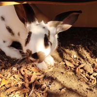 Femelle lapin, 3 mois #3