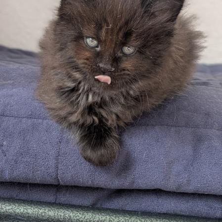 Chatons maines coons #3