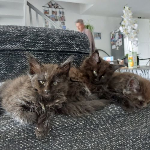 Chatons maines coons #5