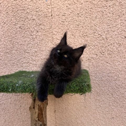 Chatons maines coons #6