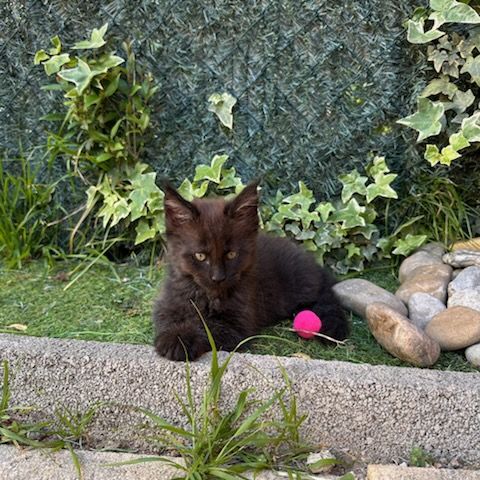 Chatons maines coons #7