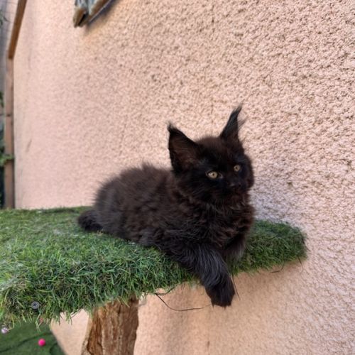 Chatons maines coons #8