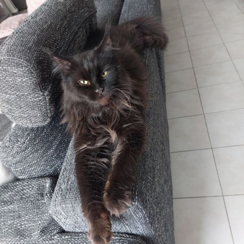 Chatons maines coons #9