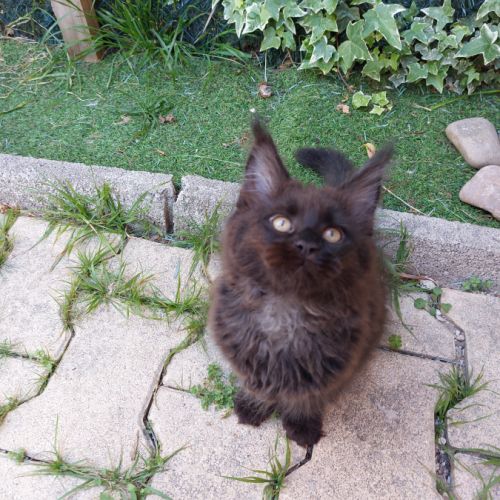 Chatons maines coons