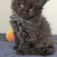 Chatons maines coons #1