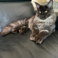 Chatons maines coons #2