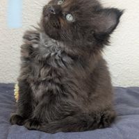 Chatons maines coons #4