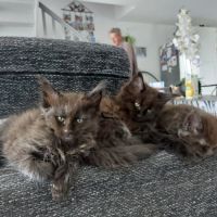 Chatons maines coons #5