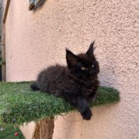 Chatons maines coons #8