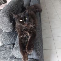 Chatons maines coons #9