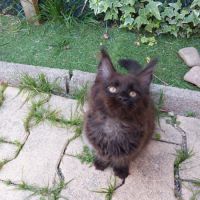 Chatons maines coons #0