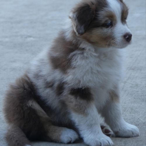 Chiots bergers australiens lof #3