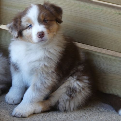Chiots bergers australiens lof #4