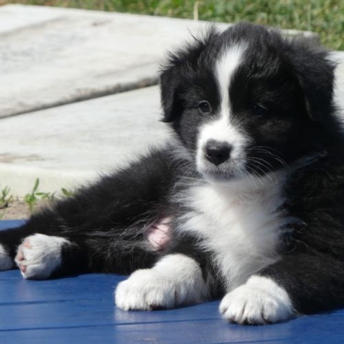 Chiots bergers australiens lof #5