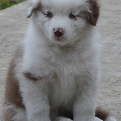 Chiots bergers australiens lof #7
