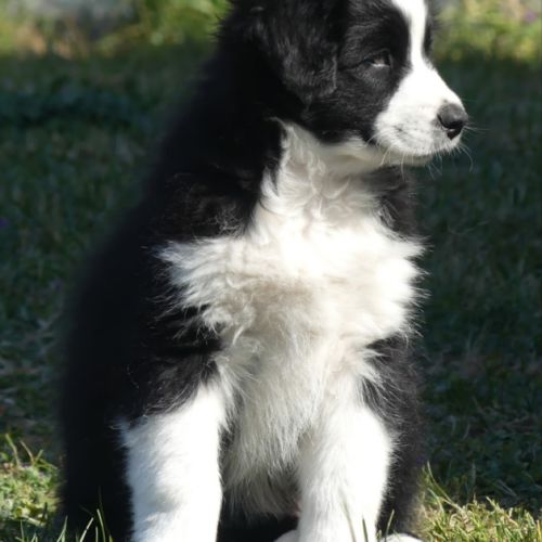 Chiots bergers australiens lof #7