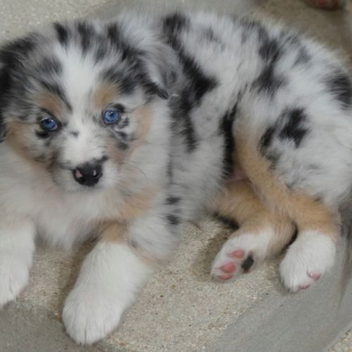 Chiots bergers australiens lof #8