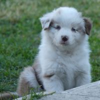 Chiots bergers australiens lof #0