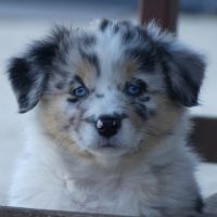 Chiots bergers australiens lof #2