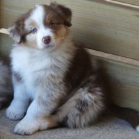 Chiots bergers australiens lof #4
