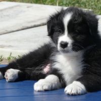 Chiots bergers australiens lof #5