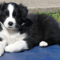 Chiots bergers australiens lof #6