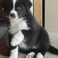 Chiots bergers australiens lof #3