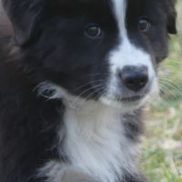 Chiots bergers australiens lof #4